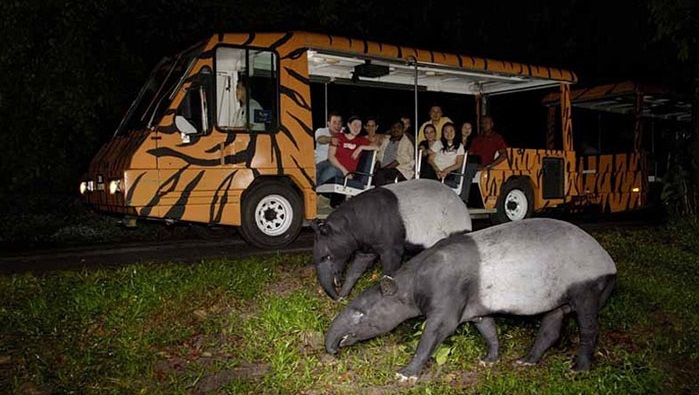 Night Safari Singapore_1