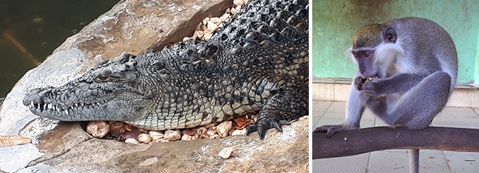 Banana Island Luxor 2