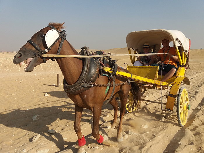 Horse in Egypt