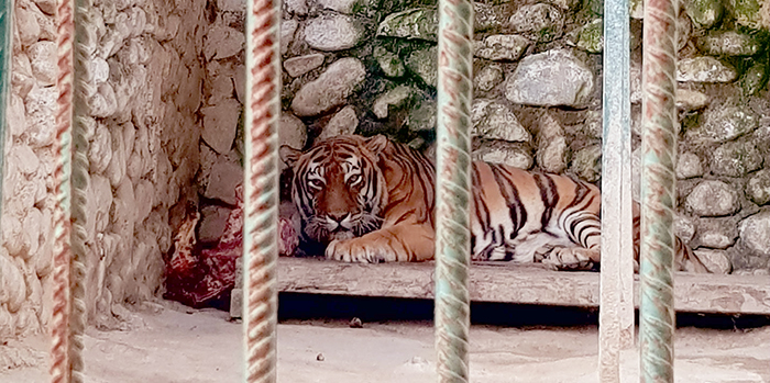 The Tiger Kiustendil